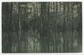 Thumbnail image of item number 1 in: '[Postcard of Cypress Trees in the Water, Caddo Lake State Park, Karnack, Texas]'.