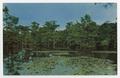 Postcard: [Cypress Trees and Lily Pads on Caddo Lake]