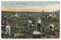 Thumbnail image of item number 1 in: '"Picking Cotton", Marshall, Texas'.