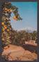 Postcard: [Postcard of Orange Groves, San Bernardino, California, November 13, …