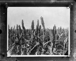 Primary view of object titled 'Broom corn crop'.