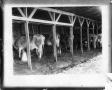 Photograph: [Cattle in milking shed]
