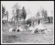 Photograph: [Four Native American Teepees]