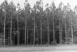 Primary view of object titled '[Photograph of Champion Paper Pine Tree Farm #2]'.