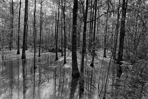 [Photograph of a Baygall Swamp in Vidor, Texas]