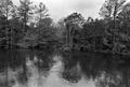 Thumbnail image of item number 1 in: '[Beech Creek near Fred Texas]'.