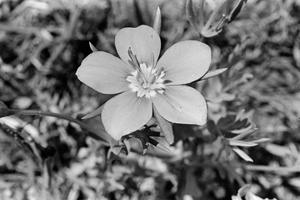 Primary view of object titled '[Photograph of a Meadow Pink Flower]'.