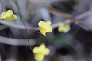 Primary view of object titled '[Close-up View of Bladderwort Flowers]'.