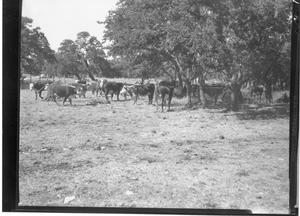 Primary view of object titled '[Cattle in a Fenced Pasture]'.