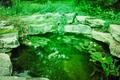Photograph: [Fuller Garden Waterfall Pool #1]