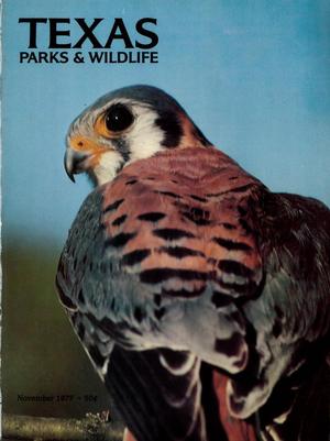 Texas Parks & Wildlife, Volume 35, Number 11, November 1977