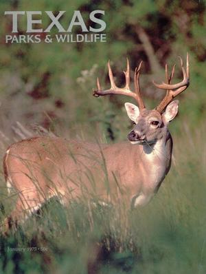 Primary view of Texas Parks & Wildlife, Volume 33, Number 1, January 1975