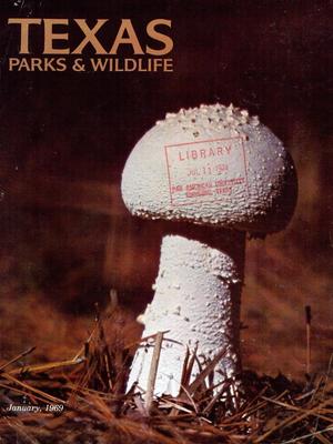Texas Parks & Wildlife, Volume 27, Number 1, January 1969