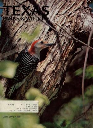 Texas Parks & Wildlife, Volume 29, Number 6, June 1971