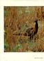 Thumbnail image of item number 4 in: 'Texas Parks & Wildlife, Volume 29, Number 10, October 1971'.