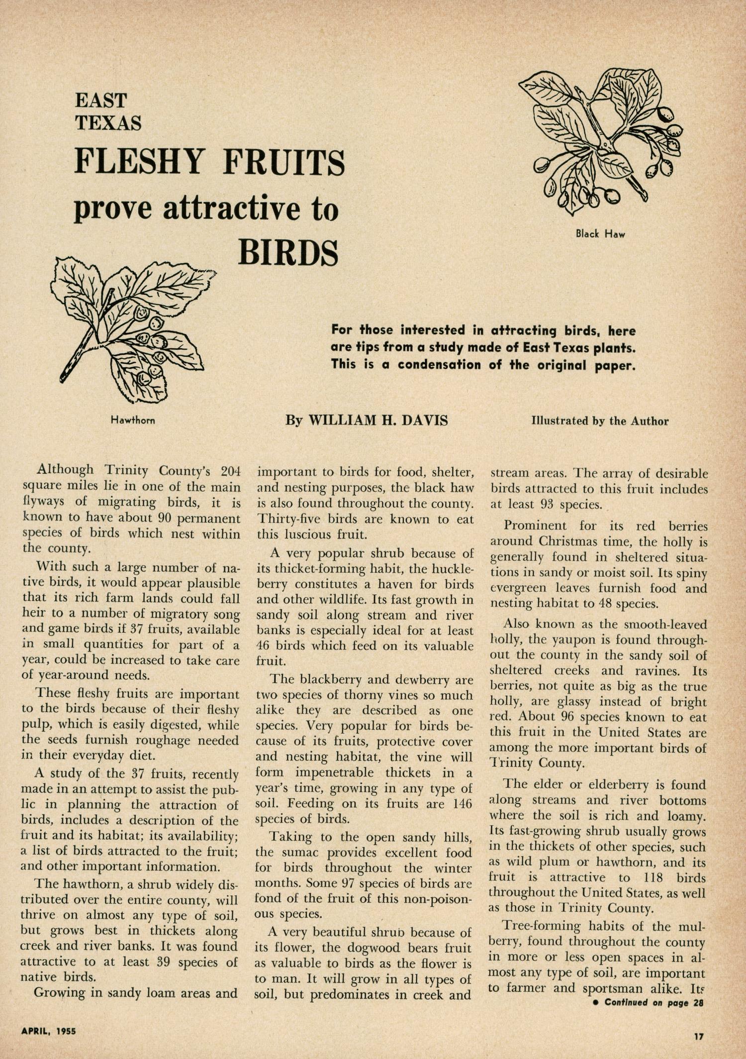 Texas Game and Fish, Volume 13, Number 4, April 1955
                                                
                                                    17
                                                