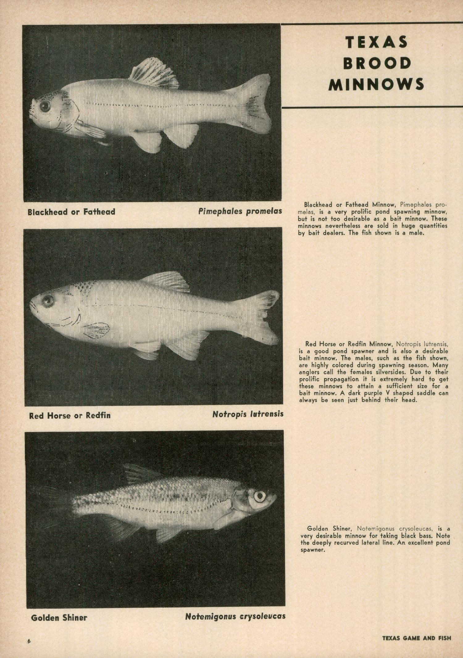 Texas Game and Fish, Volume 13, Number 4, April 1955
                                                
                                                    6
                                                