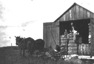 [Horse hooked up to wagon with cotton bales]