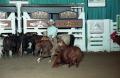 Photograph: Cutting Horse Competition: Image 1997_D-102_16