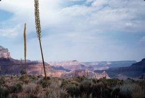 [Plants in the Grand Canyon]