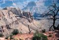 Photograph: [Dead Trees in the Grand Canyon]