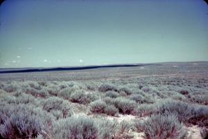 [Field of Grass in Colorado]
