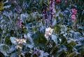 Primary view of [Purple, White, and Pink Flowers in Colorado]