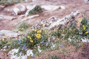 Primary view of object titled '[Yellow and Purple Flowers Growing by a Rock]'.