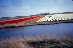 [View of Tulip Gardens From Moving Car]
