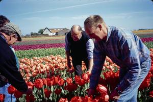 [Group of People Working in a Tulip Field]