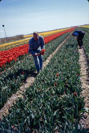[Workers in Tulip Field]