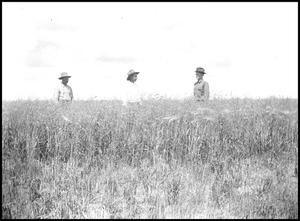 Primary view of object titled '[Three men in a grain field]'.