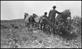 Photograph: [Harvesting in a sorghum field]
