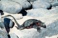 Photograph: [Lizard on a Rock]