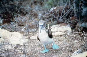 Primary view of object titled '[Blue-footed Booby]'.