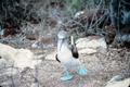 Primary view of [Blue-footed Booby]