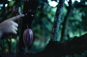 [Cacao Blossom Close-Up]