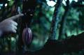 Photograph: [Cacao Blossom Close-Up]