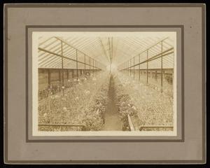 [Goree Greenhouses, Interior View]