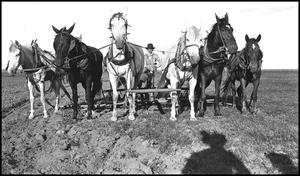 Primary view of object titled '[Team of horses pulling a plow]'.