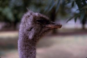 Primary view of object titled '[Close-up of an emu]'.