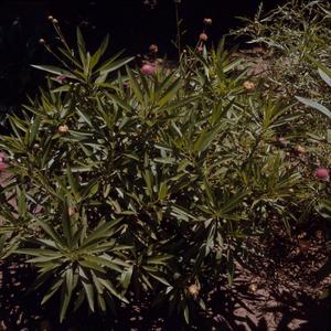 Primary view of object titled '[Centaurea growing in the Canary Islands]'.