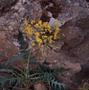 Photograph: [Sonchus pinnatus growing on La Palma Island, #1]