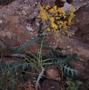 Photograph: [Sonchus pinnatus growing on La Palma Island, #2]