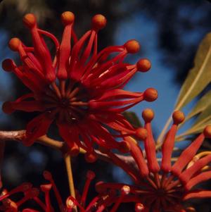 [Stenocarpus sinuatus growing in New Caledonia, #1]