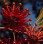 Photograph: [Stenocarpus sinuatus growing in New Caledonia, #1]