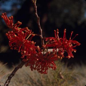 [Stenocarpus sinuatus growing in New Caledonia, #3]