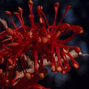[Stenocarpus sinuatus growing in New Caledonia, #4]