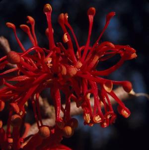 [Stenocarpus sinuatus growing in New Caledonia, #5]