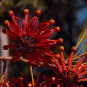 [Stenocarpus sinuatus growing in New Caledonia, #6]